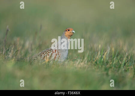 La perdrix grise / Rebhuhn attentif ( Perdix perdix ) ressemble au long cou sur une prairie naturelle, présente parade nuptiale. Banque D'Images