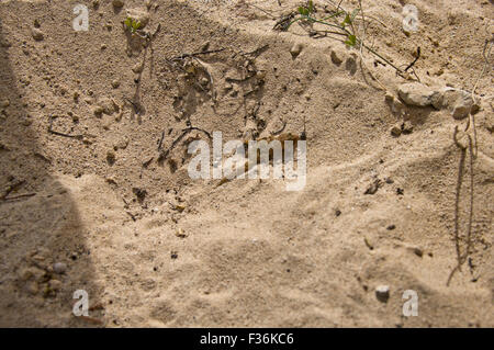 Lézard dans le sable à l'extérieur de l'île Boa Vista sur la République du Cap Vert Banque D'Images