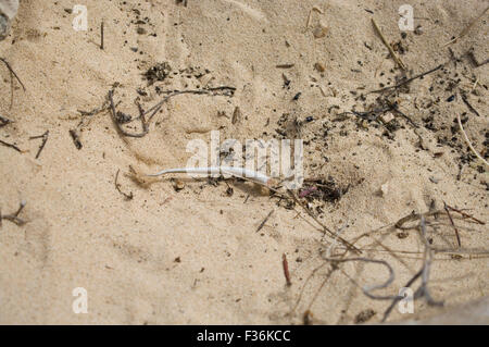 Queue de lézard sous une pierre dans le sable à l'extérieur de l'île Boa Vista sur la République du Cap Vert Banque D'Images