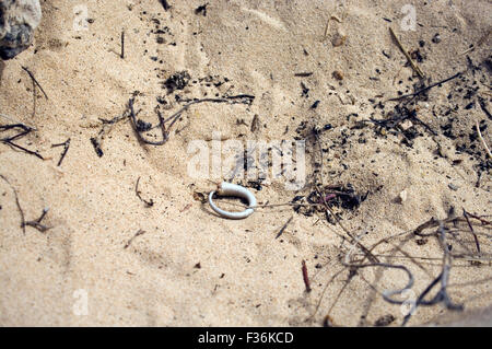 La queue des lézards sous une pierre dans le sable à l'extérieur de l'île Boa Vista sur la République du Cap Vert Banque D'Images