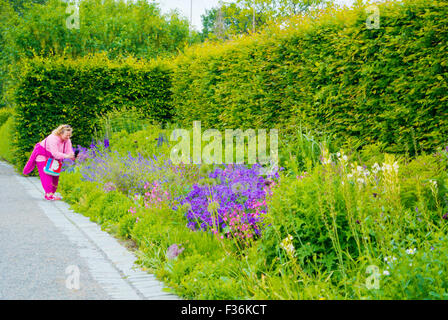 Rosendals Trädgård Rosendal, jardins, jardin bio, île de Djurgården, Stockholm, Suède Banque D'Images