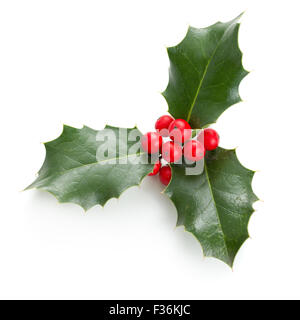 Le houx (Ilex aquifolium européenne) Feuilles et fruits Banque D'Images