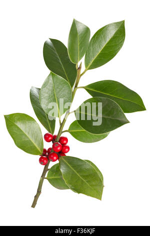 Le houx (Ilex aquifolium européenne) Feuilles et fruits Banque D'Images