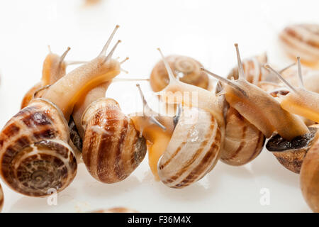 Escargot rayé sur fond blanc Banque D'Images