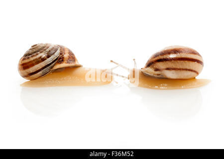 Escargot rayé sur fond blanc Banque D'Images