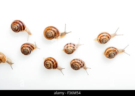 Escargot rayé sur fond blanc Banque D'Images