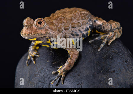 Yunnan fire-bellied toad (Bombina maxima) Banque D'Images