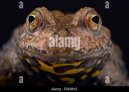 Yunnan fire-bellied toad (Bombina maxima) Banque D'Images