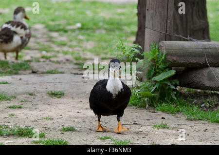 Un canard debout dans la cour Banque D'Images