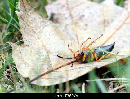 Dead killer cicada reposant sur une feuille. Banque D'Images