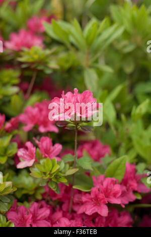 Azalea flower center avec un fond vert Banque D'Images