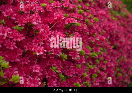 Les fleurs d'azalées en fleurs mur de magenta Banque D'Images