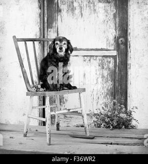 Personnes âgées petit chien cocker mix est assis sur un fauteuil en face de la vieille porte en difficulté sur des planches Banque D'Images