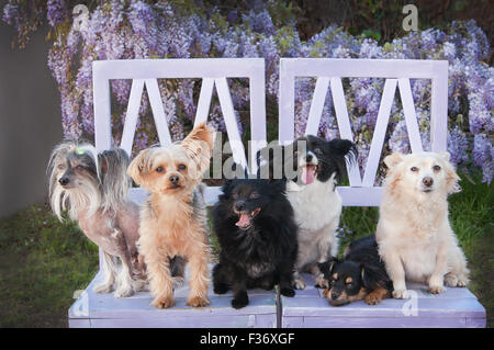 Assortiment de 6 petits chiens d'un groupe de sauvetage s'asseoir sur les chaises en bois grange lavande en face de wisteria floral vigne Banque D'Images