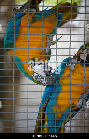 Macaw perroquets dans une cage Banque D'Images