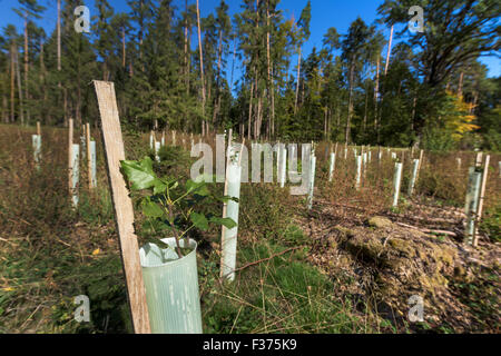 Petits plants de reboisement pousse tube protection des forêts d'arbres de gibier sauvage morsure, renouveler la protection des semis de conifères, des bleus Banque D'Images