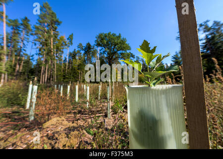 Petits plants de reboisement pousse tube protection des forêts d'arbres de gibier sauvage morsure, renouveler la protection des semis de conifères, des bleus Banque D'Images