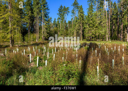 Petits plants de reboisement pousse tube protection des forêts d'arbres de gibier sauvage morsure, renouveler la protection des semis de conifères, des bleus Banque D'Images