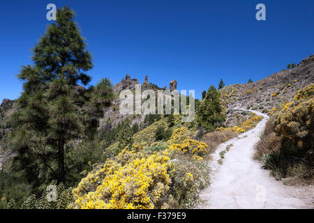 Chemin d'accès à la végétation en fleurs, Roque Nublo, Gran Canaria, Îles Canaries, Espagne Banque D'Images