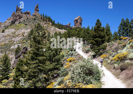 Chemin d'accès à la végétation en fleurs, Roque Nublo, genêts en fleur jaune (Genista) île des pins (Pinus canariensis) Banque D'Images