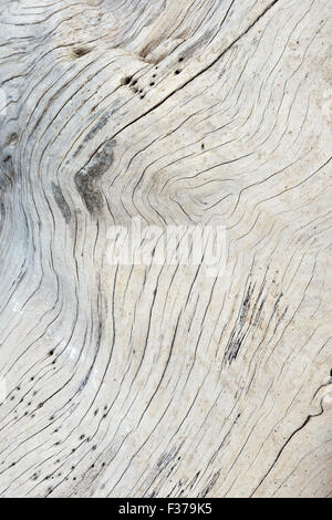 Driftwood, fissures et les textures, les détails, le Parc National de Jasmund, Rügen, en mer Baltique, Allemagne Banque D'Images