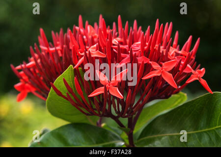 Jungle géranium, aussi et de la forêt ou jungle flame (Ixora coccinea) blossom, l'île de La Digue, Seychelles Banque D'Images