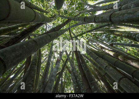 Bambou géant ou Dragon (bambou Dendrocalamus giganteus), Le Jardin du Roi, l'île de Mahé, Seychelles Banque D'Images