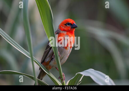 (Foudia madagascariensis Red fody), homme, Praslin Island, Seychelles Banque D'Images