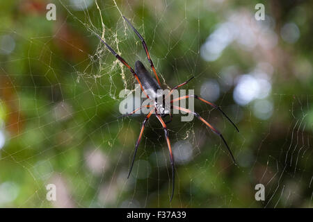 Golden silk-orb weaver (Nephila inaurata madagascariensis) en attente dans son site web, l'île de La Digue, Seychelles Banque D'Images