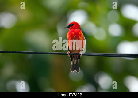 (Foudia madagascariensis Red fody), homme assis sur un fil, l'île de La Digue, Seychelles Banque D'Images