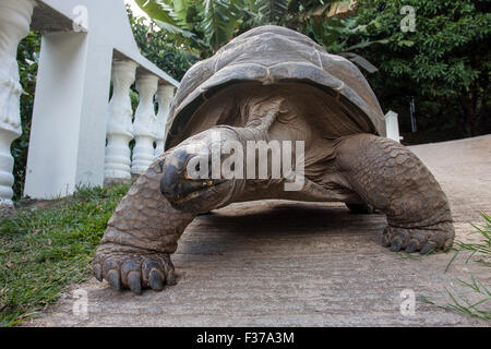 Tortue géante d'Aldabra (Aldabrachelys), l'île de Mahé, Seychelles Banque D'Images