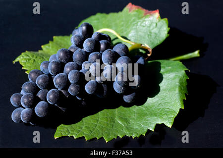 Blauer Spaetburgunder, Pinot, noir, Rotwein, Banque D'Images