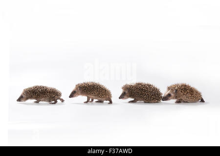 Hérisson européen (Erinaceus europaeus), quatre jeunes hérissons marcher dans une ligne, captive Banque D'Images