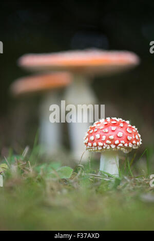 Fly agarics (Amanita muscaria), de l'Ems, Basse-Saxe, Allemagne Banque D'Images