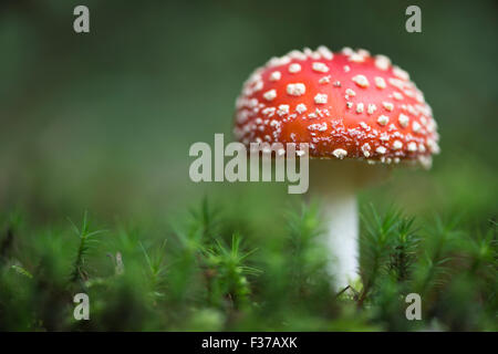 Fly agarics (Amanita muscaria), de l'Ems, Basse-Saxe, Allemagne Banque D'Images