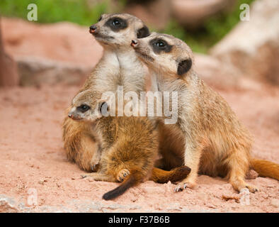 Les suricates (Suricata suricatta), deux adultes et un jeune animal, captive, Thuringe, Allemagne Banque D'Images