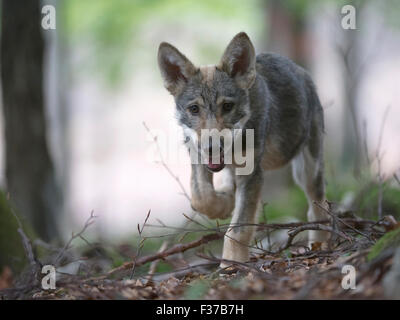 Wolf (Canis lupus), pup, captive, Allemagne Banque D'Images