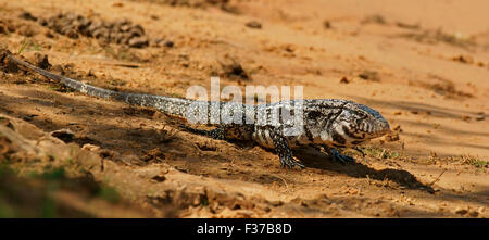 Tégu noir et blanc d'Argentine (Salvator merianae, Syn. Tupinambis merianae), Pantanal, Brésil Banque D'Images