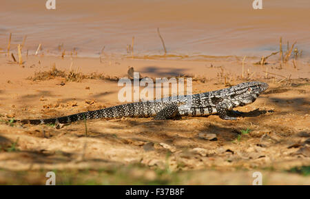 Tégu noir et blanc d'Argentine (Salvator merianae, Syn. Tupinambis merianae), Pantanal, Brésil Banque D'Images