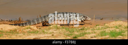 Tégu noir et blanc d'Argentine (Salvator merianae, Syn. Tupinambis merianae), Pantanal, Brésil Banque D'Images