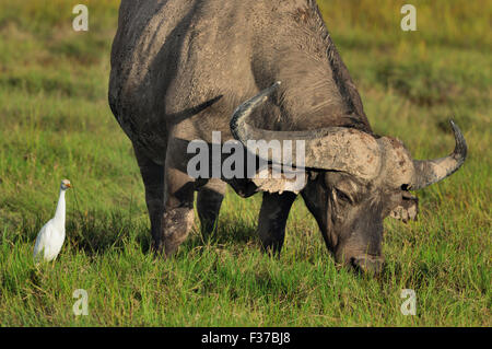 Buffle africain ou buffle (Syncerus caffer), le pâturage dans les zones marécageuses, Amboseli, Kenya Banque D'Images