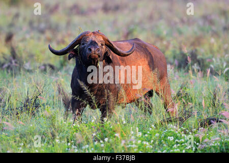 Buffle d'Afrique (Syncerus caffer) couvertes de boue sèche, dans la lumière du matin, Tsavo, Kenya Banque D'Images