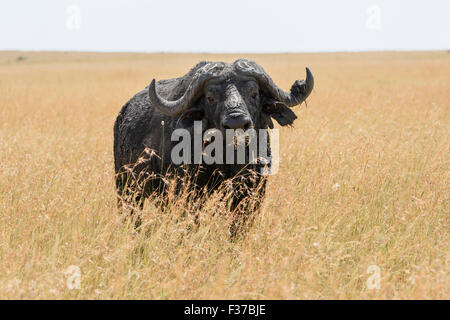 Old african buffalo, buffle (Syncerus caffer), dans les hautes herbes, Maasai Mara National Reserve, Kenya, comté de Narok Banque D'Images