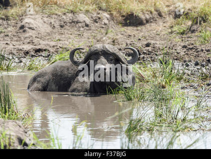 Old african buffalo, buffle (Syncerus caffer), dans la boue, Maasai Mara National Reserve, Kenya, comté de Narok Banque D'Images