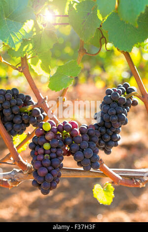 Vin rouge maturation des raisins sur la vigne sur une journée ensoleillée dans une vigne de l'Oregon Banque D'Images