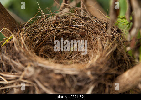 Un nid vide d'un blackbird, dans un jardin. Banque D'Images