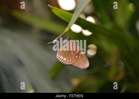 Corneille butterfly on leaf Banque D'Images