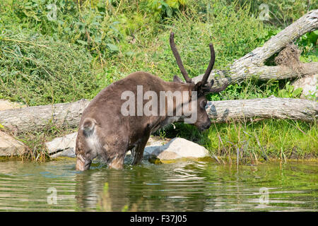 Le caribou des bois d'un veau. Banque D'Images