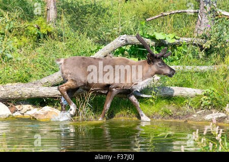 Le caribou des bois d'un veau. Banque D'Images