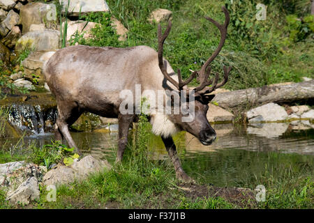 Une femelle Caribou des bois. Banque D'Images